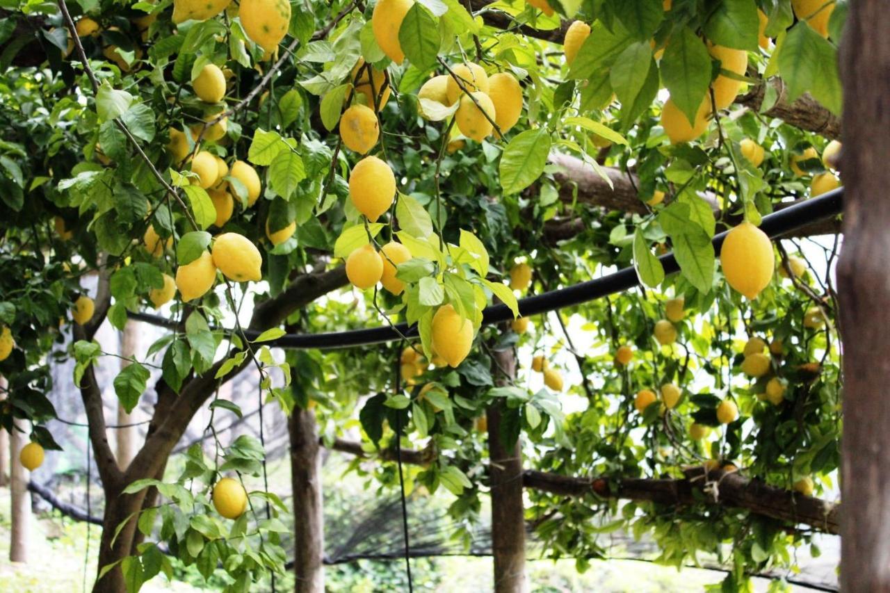 Poggio Angelarosa: Lemon Garden Stay&Relax Scala Exterior foto